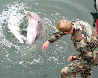 США задействуют боевых дельфинов в учениях на Черном море